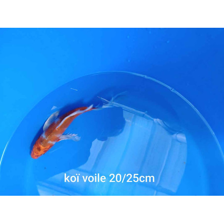 koi voile 20-25 cm