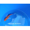 koi voile 20-25 cm
