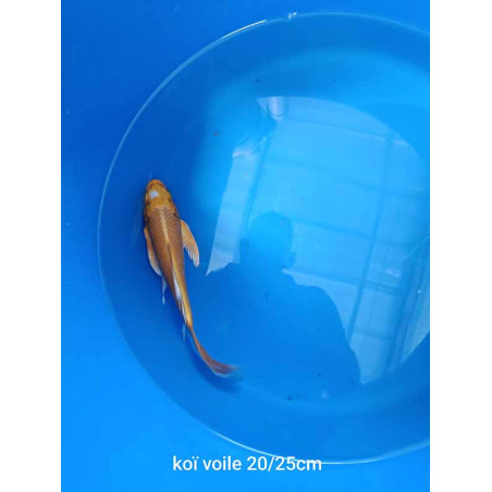 koi voile 20-25 cm