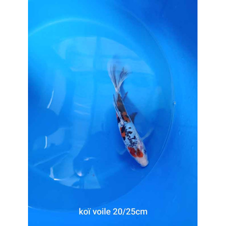 koi voile 20-25 cm