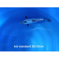 koi standard 30-35 cm