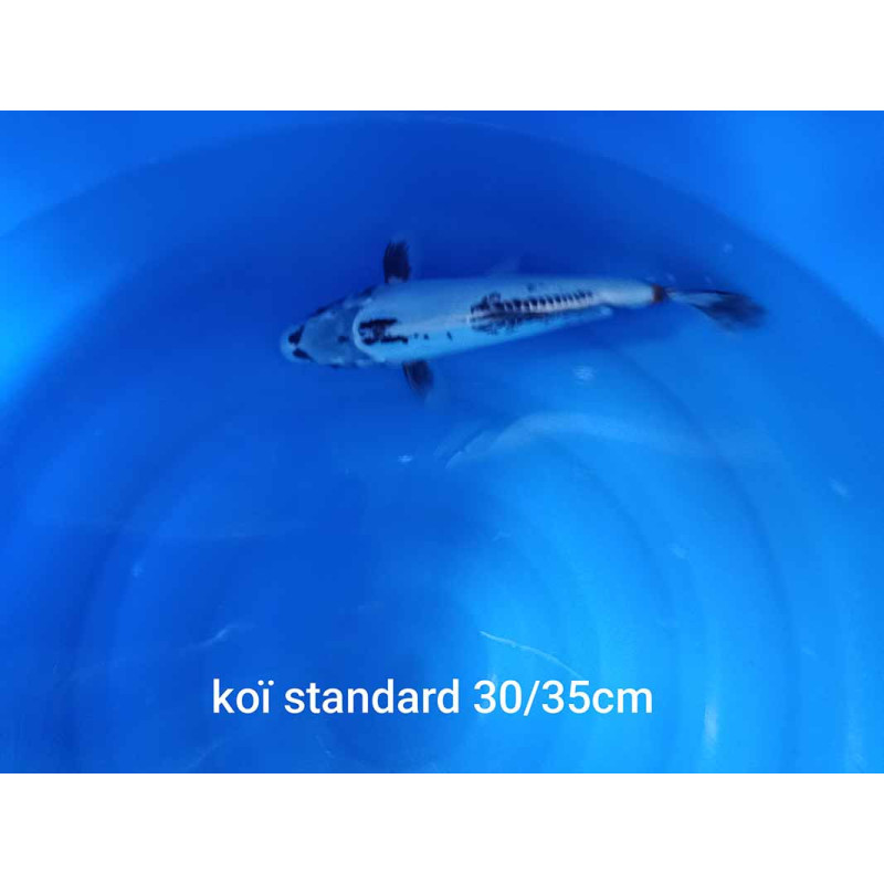 koi standard 30-35 cm