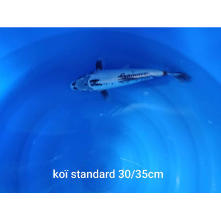 koi standard 30-35 cm