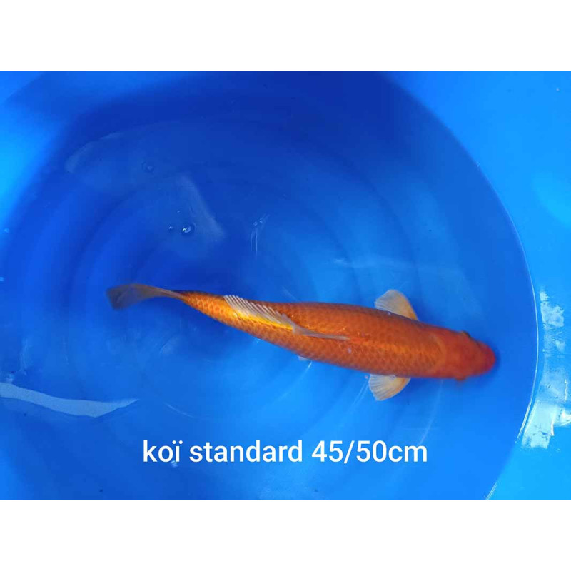 koi standard 45-50 cm