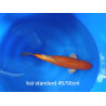 koi standard 45-50 cm