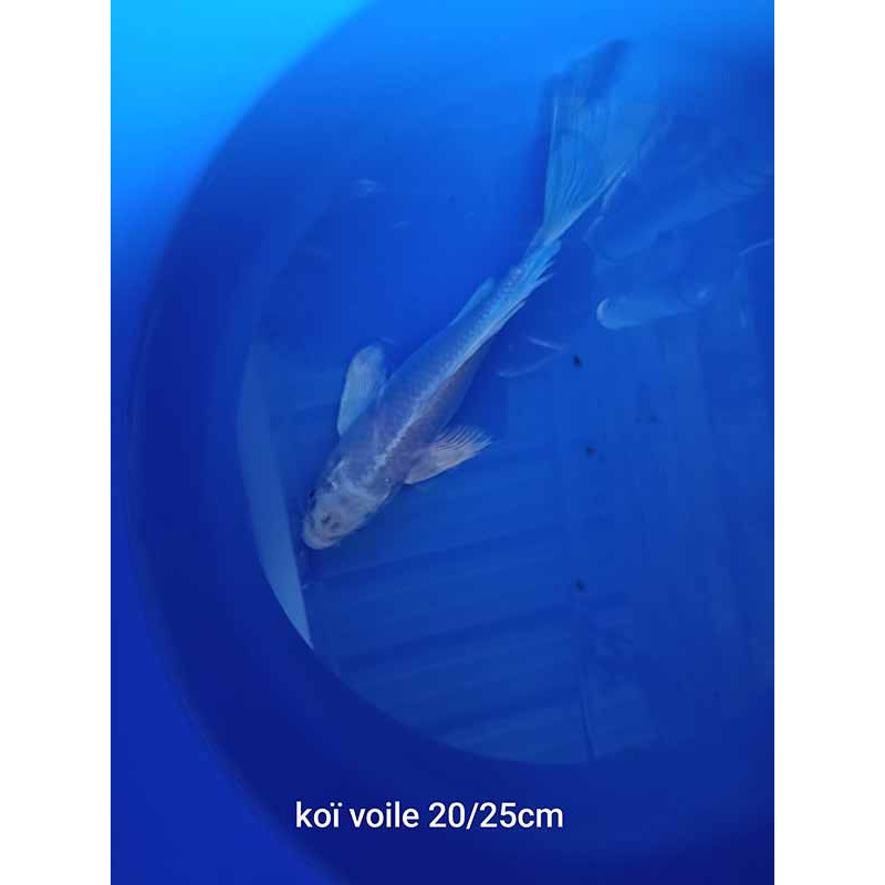 koi voile 20-25 cm