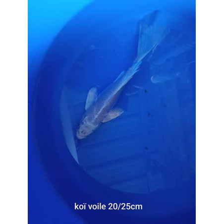 koi voile 20-25 cm
