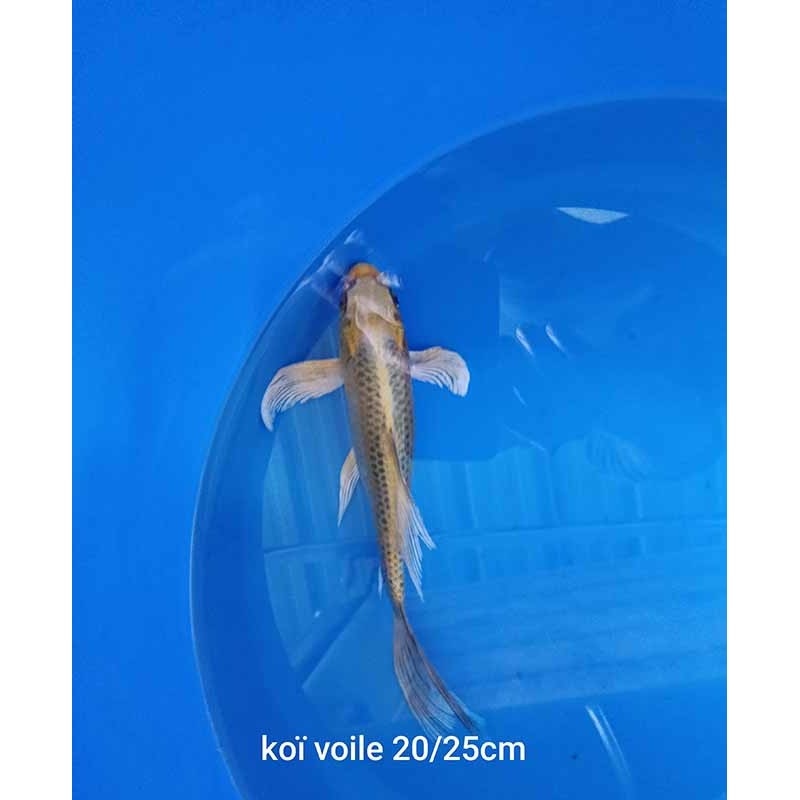 koi voile 20-25 cm
