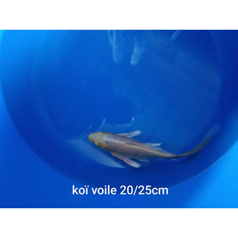 koi voile 20-25 cm