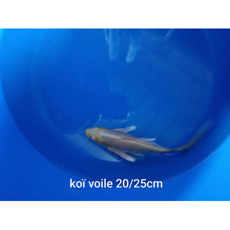 koi voile 20-25 cm