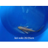 koi voile 20-25 cm