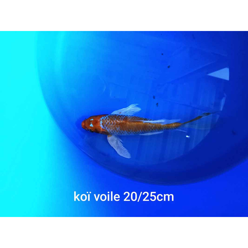 koi voile 20-25 cm