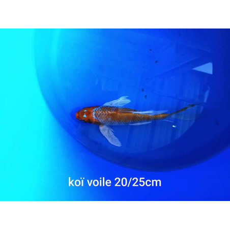 koi voile 20-25 cm