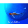 koi voile 20-25 cm