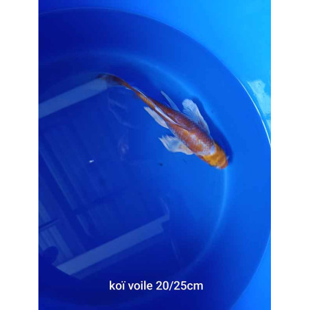 koi voile 20-25 cm