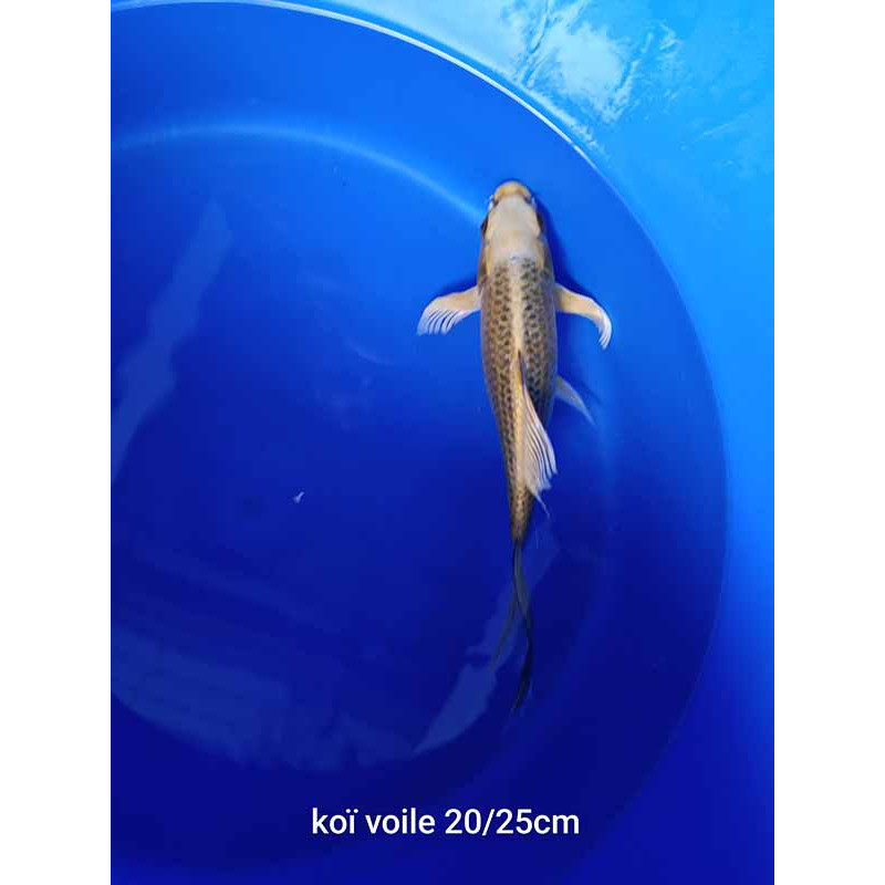 koi voile 20-25 cm