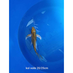 koi voile 20-25 cm