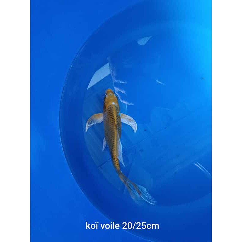 koi voile 20-25 cm