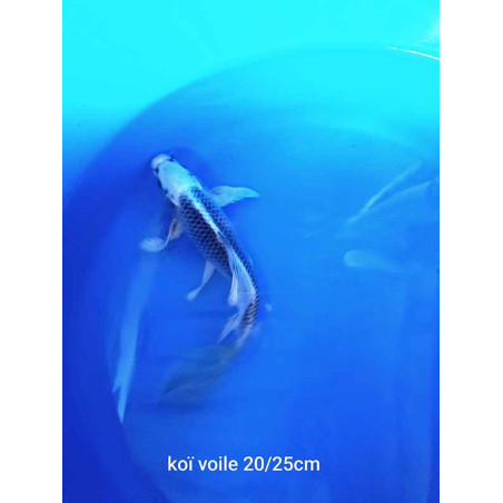 koi voile 20-25 cm
