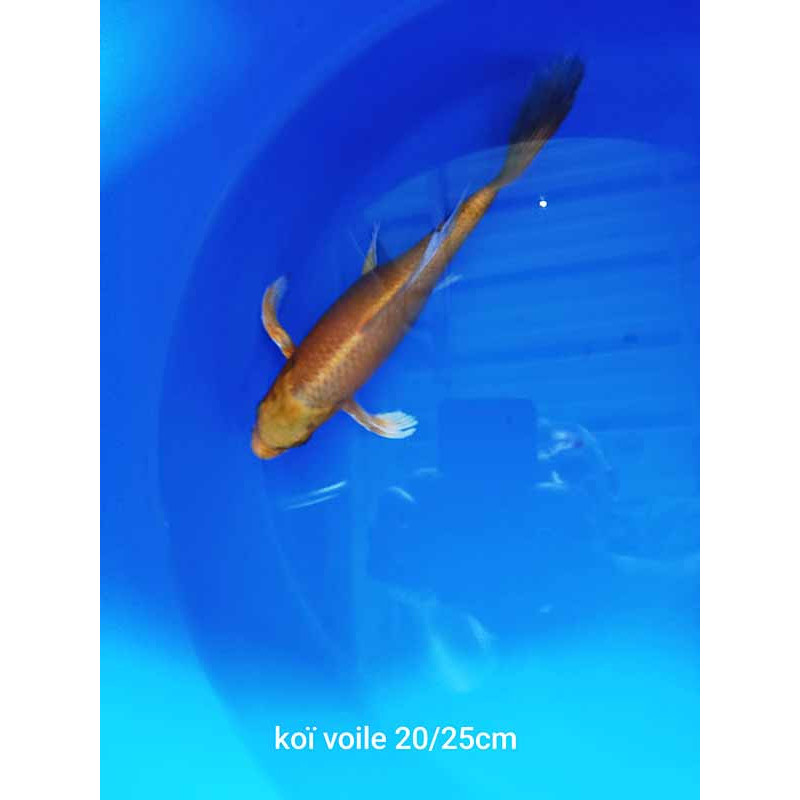 koi voile 20-25 cm
