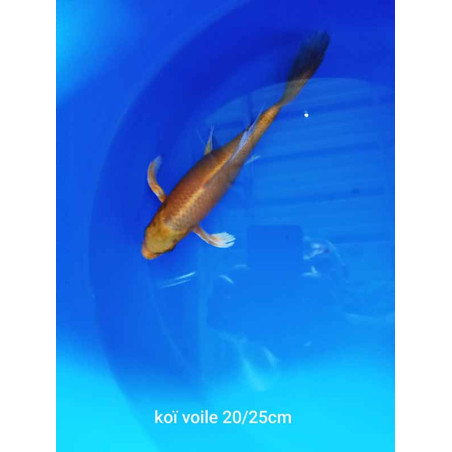 koi voile 20-25 cm