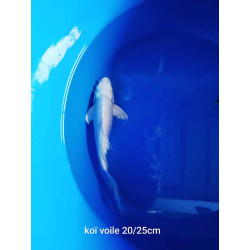 koi voile 20-25 cm