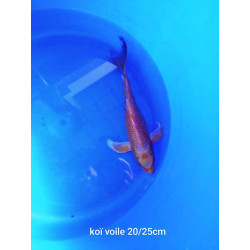 koi voile 20-25 cm