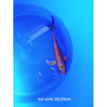 koi voile 20-25 cm