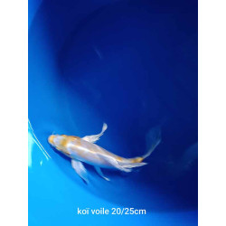 koi voile 20-25 cm