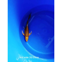 koi voile 20-25 cm