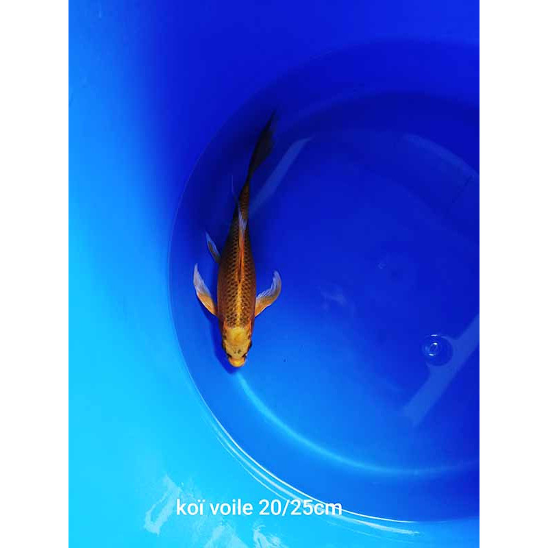 koi voile 20-25 cm