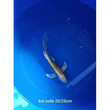 koi voile 20-25 cm
