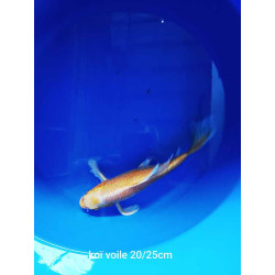 koi voile 20-25 cm