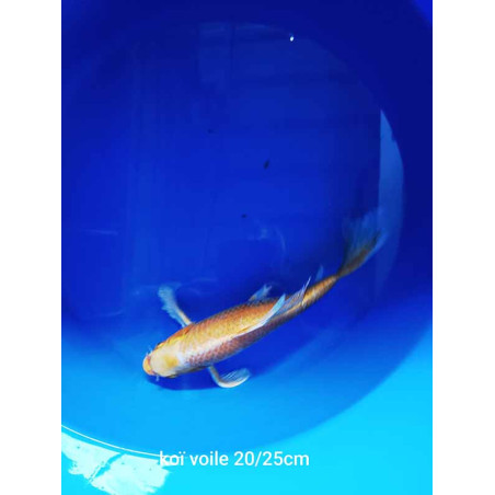 koi voile 20-25 cm