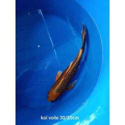 koi voile 30-35 cm