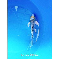 koi voile 20-25 cm