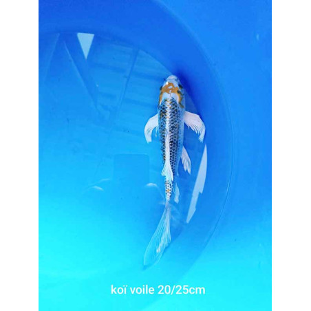 koi voile 20-25 cm
