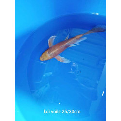 koi voile 25-30 cm