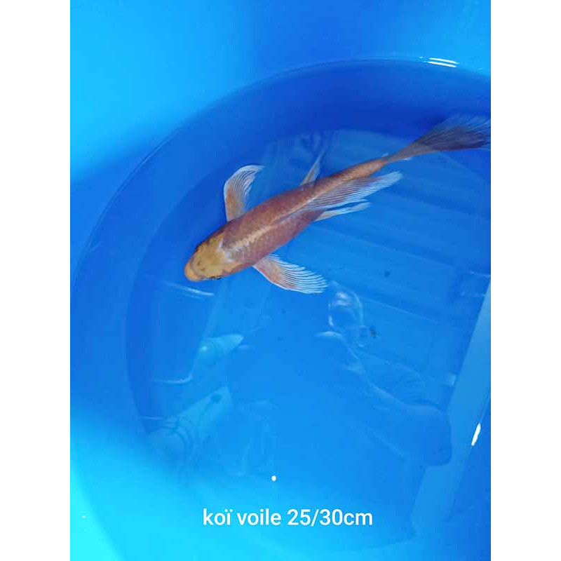 koi voile 25-30 cm