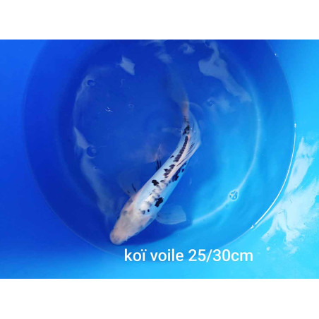 koi voile 25-30 cm