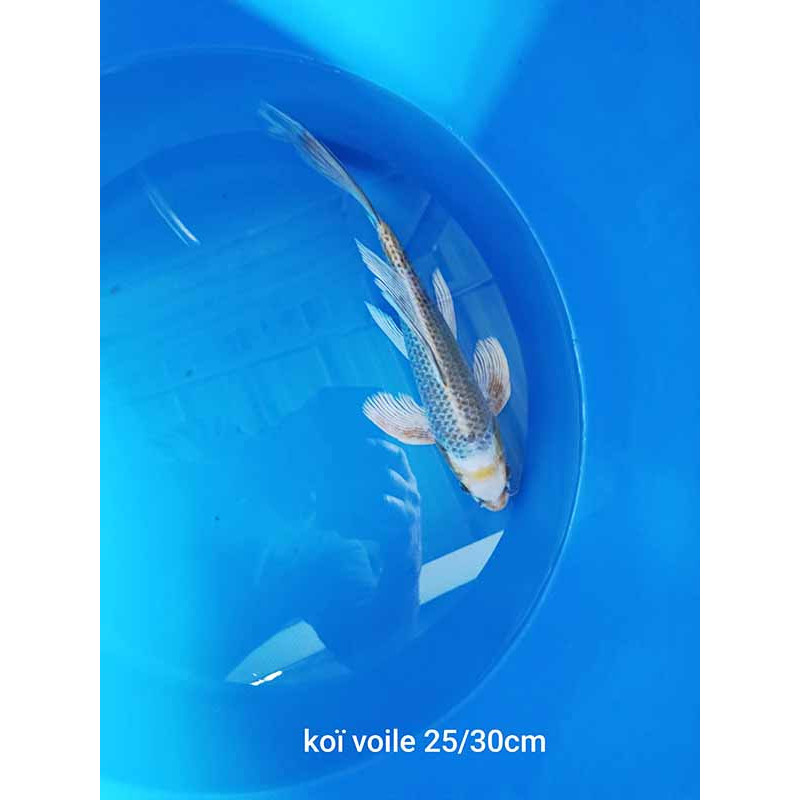 koi voile 25-30 cm