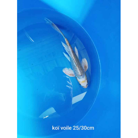 koi voile 25-30 cm