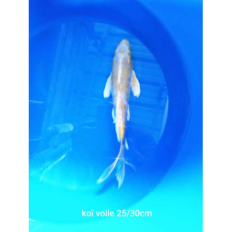koi voile 25-30 cm