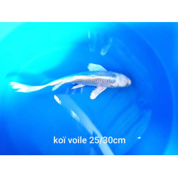 koi voile 25-30 cm