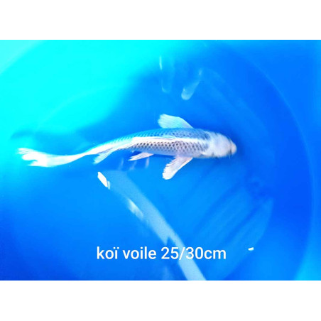 koi voile 25-30 cm