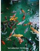 Koï selection premium 15-20 cm