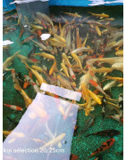 Koï selection premium 20-25 cm