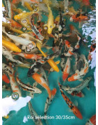 Koï selection premium 30-35 cm