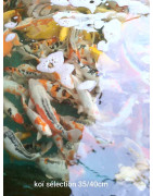 Koï selection premium 35-40 cm