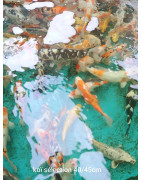 Koï selection premium 40-45 cm